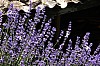 lavendel - (c) c tussing.jpg